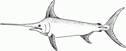 swordfish, Xiphias gladius