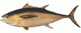 yellowfin tuna, Thunnus albacares